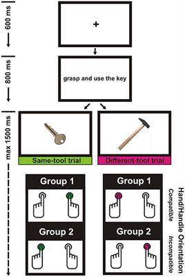 Chained Activation of the Motor System during Language Understanding